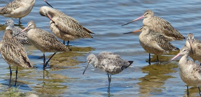 Marbled Godwits and Western Willet